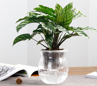 鄞州绿化养护专业